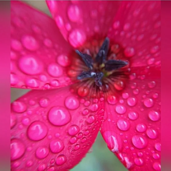 Neon Bunny Pink Dansko Pro Clogs Leather Bright Boho Cottage Spirited Festive 38 - Picture 6 of 12